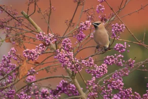 A small bird perches on a branch of a shrub with clusters of purple berries and pinkish flowers against a blurred orange background.