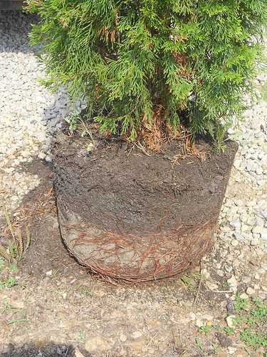 A potted shrub with exposed roots circling around the soil, indicating it is root-bound, is shown outdoors on gravel and soil.
