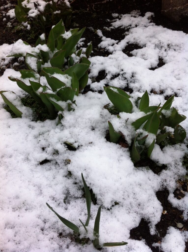 Tulips peeking through recent snow