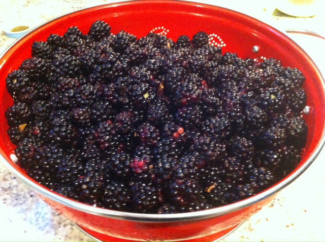 Himalayan blackberries - weed or great pie | Ecoyards