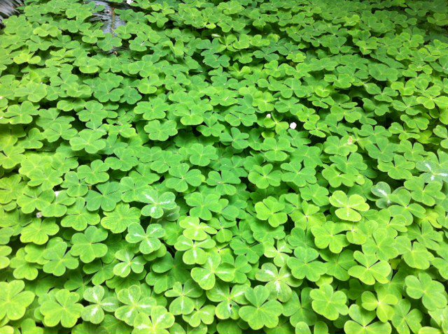 A lush carpet of native oxalis.