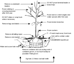 Diagram of proper tree planting technique with labeled instructions, including pruning tips, root ball placement, soil depth, and removal of packaging materials.