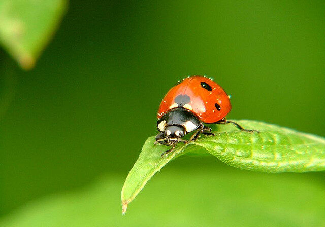 Photo by jpockele via Creative Commons License.