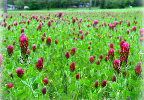 Crimson clover. Consider planting a cover crop to suppress weeds and add nutrients to your garden over the winter. Photo courtesy of shannonm75 via Creative Commons License.