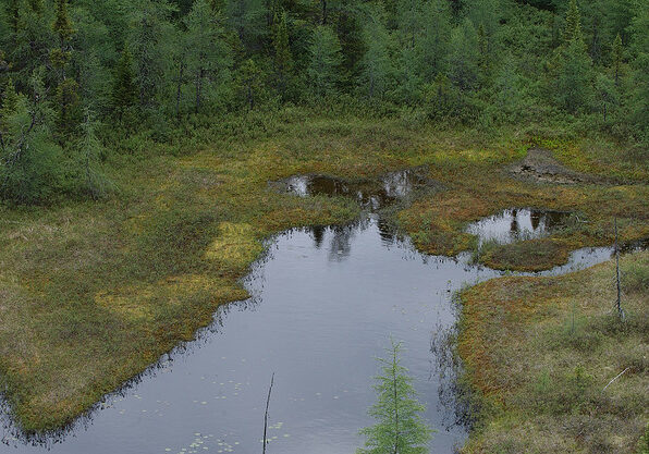 Peat bog. Photo courtesy of peupleloup via Creative Commons License.