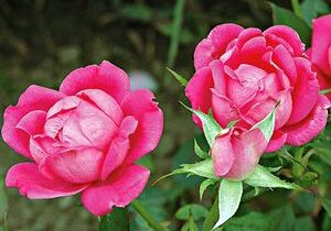 Three pink roses at different stages of blooming are shown against a green leafy background.