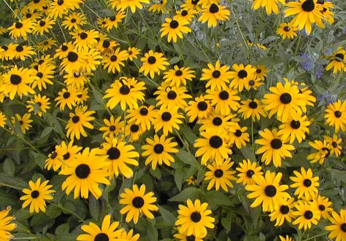 rudbeckia
