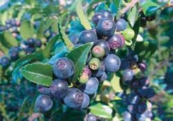 Clusters of ripe and unripe blueberries growing on a bush with green leaves in natural sunlight.