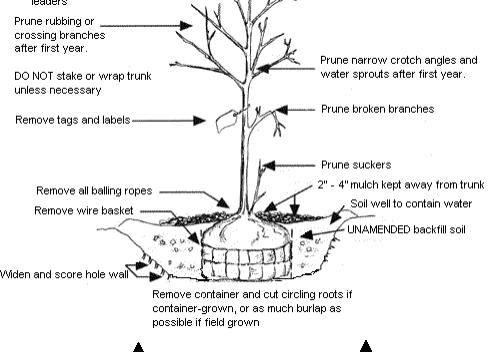 Tree planting diagram. Courtesy of City of Seattle.