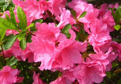 Close-up of vibrant pink azalea flowers in full bloom, surrounded by green leaves.