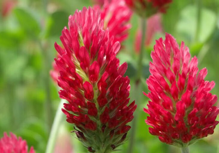 Close-up of red clover flowers with elongated, bright red spikes and green leaves, growing outdoors in a field.