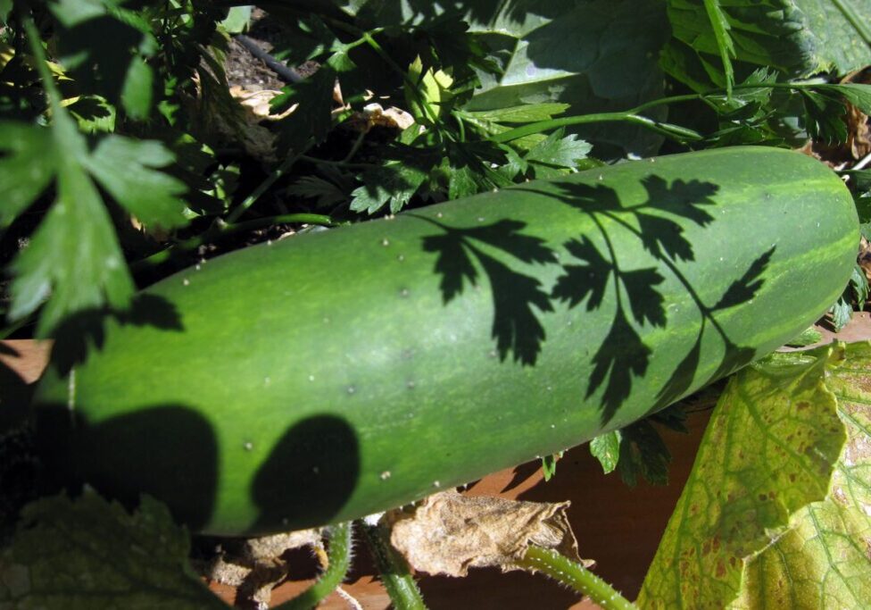 A cucumber lying on the ground with a parsley leaf casting a shadow on its surface.
