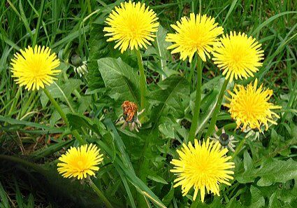 A cluster of bright yellow dandelion flowers with jagged green leaves growing among grass.