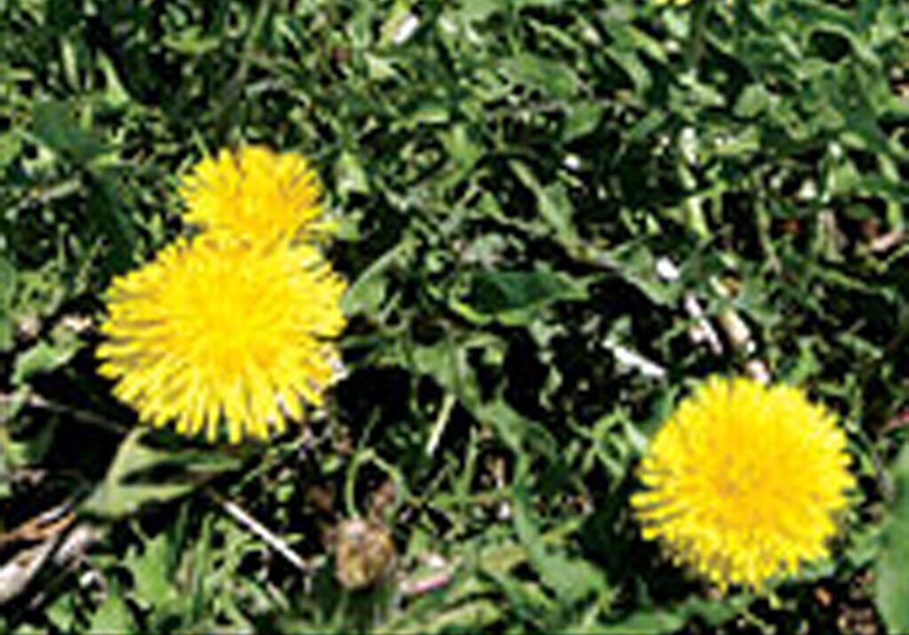 Three bright yellow dandelion flowers are growing among green leaves and grass.