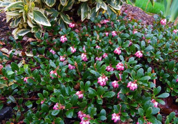 Native kinnikinnick is one of dozens of plants considered "fire-resistant."