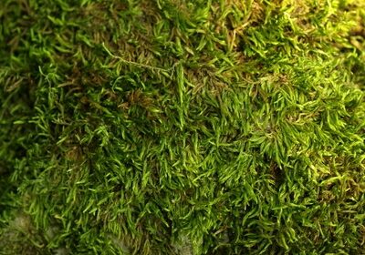 moss