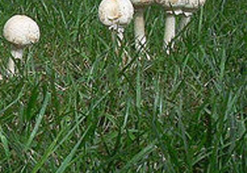 Several white mushrooms growing in a cluster on green grass.