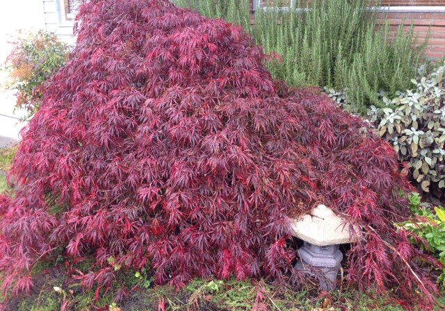 Japanese maple. Photo by Ecoyards.