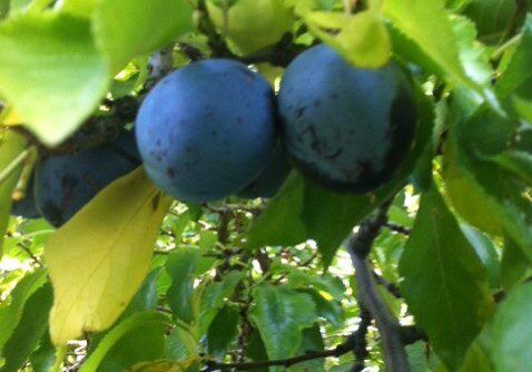 Two ripe, dark blue plums growing on a tree branch surrounded by green leaves.