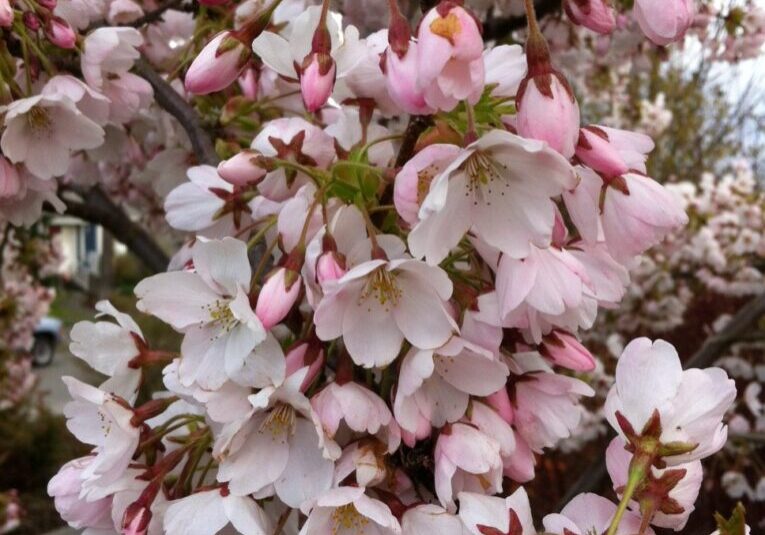 Yoshino cherry tree in West Seattle; photo by Ecoyards