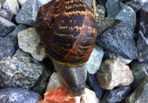 Brown snail.