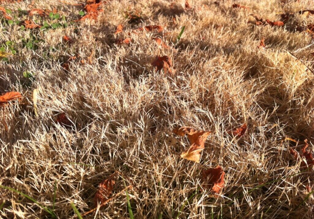 Dry, brown lawn in August. Photo by Ecoyards.