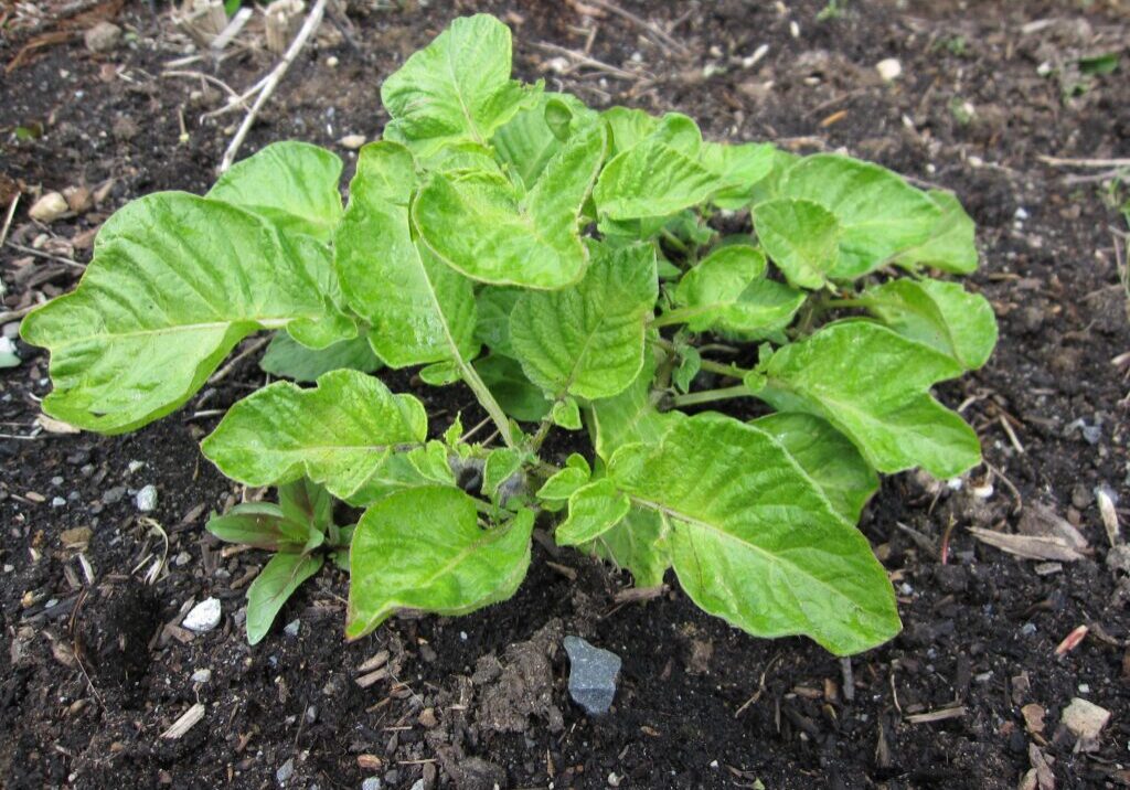 A young potato plant with broad green leaves growing in dark, loose soil in a garden bed.