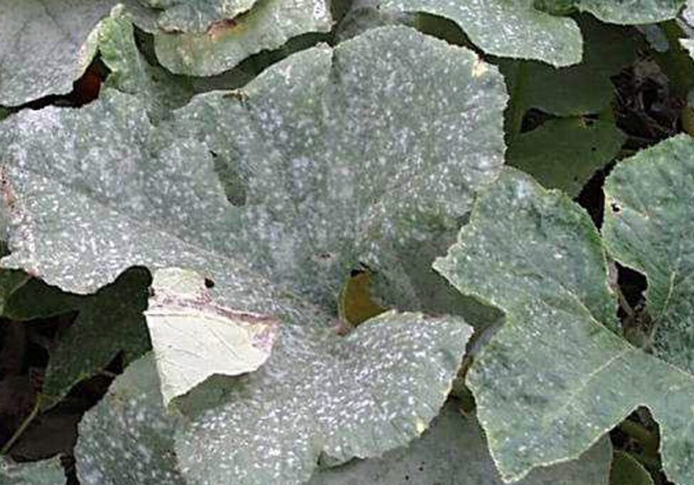 Large green leaves with a powdery white substance covering their surface, likely indicating a fungal infection such as powdery mildew.