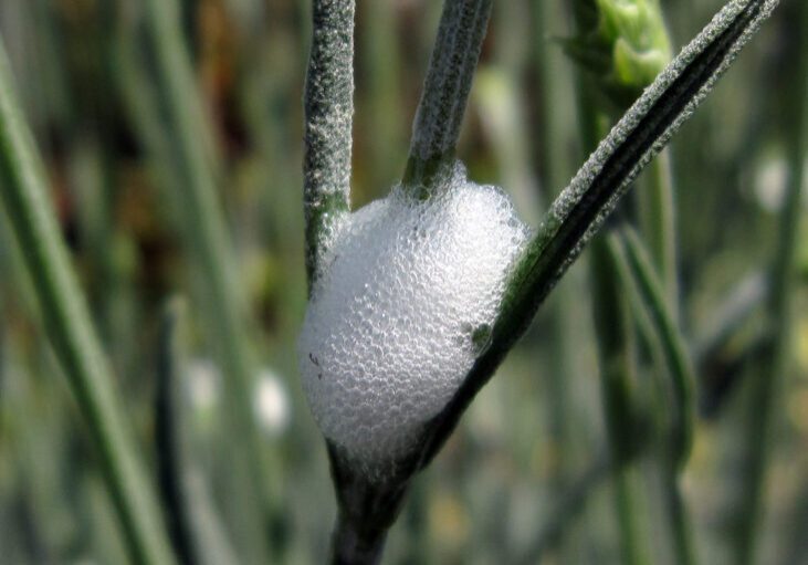 A cluster of white frothy bubbles, known as cuckoo spit, sits on the stem of a green plant.