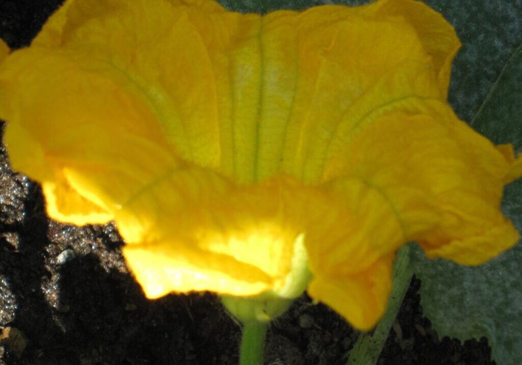 Close-up of a bright yellow flower with ruffled petals, growing from green stems in soil, photographed in natural light.
