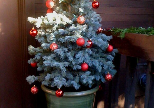 A potted evergreen tree decorated with red ornaments is placed on a porch next to a wooden railing and a rectangular planter box.