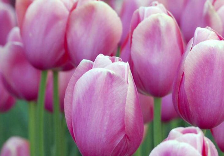 A cluster of pink tulips in bloom, with green stems and blurred background.