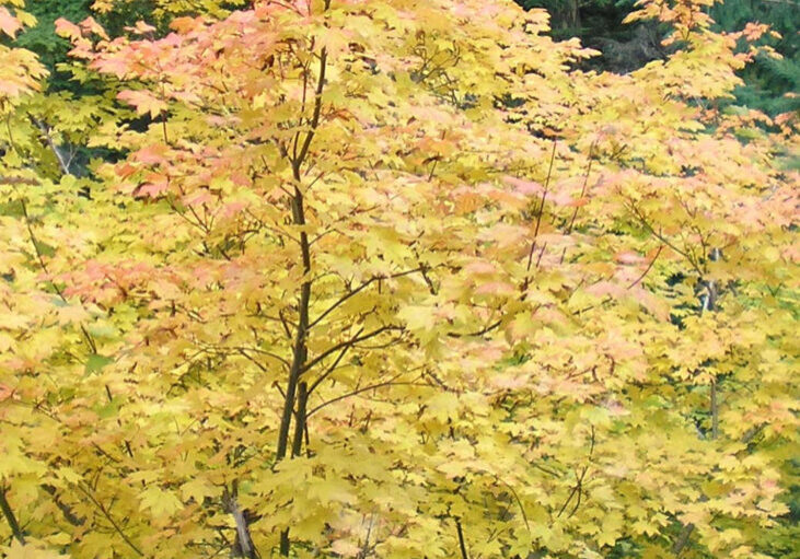 A tall maple tree with yellow and orange leaves stands in front of green conifer trees, indicating early autumn foliage.